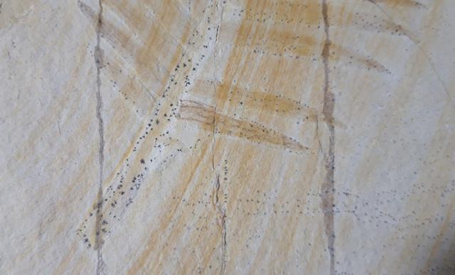 Zamites feneonis BRONGNIART - Bild &copy; FossNet FossilienStore